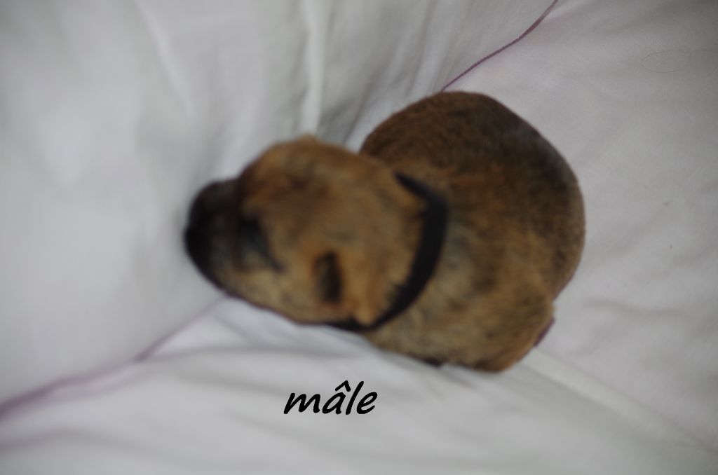 Du Domaine De Doly - Chiot disponible  - Cairn Terrier