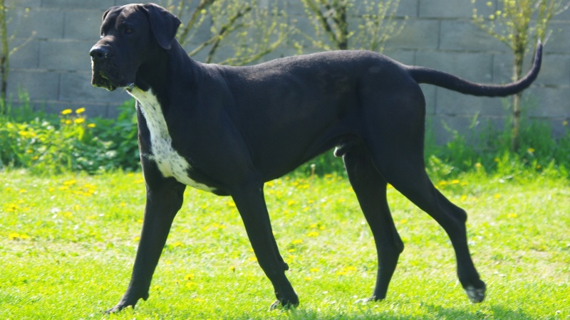 Godux Du Domaine De Doly