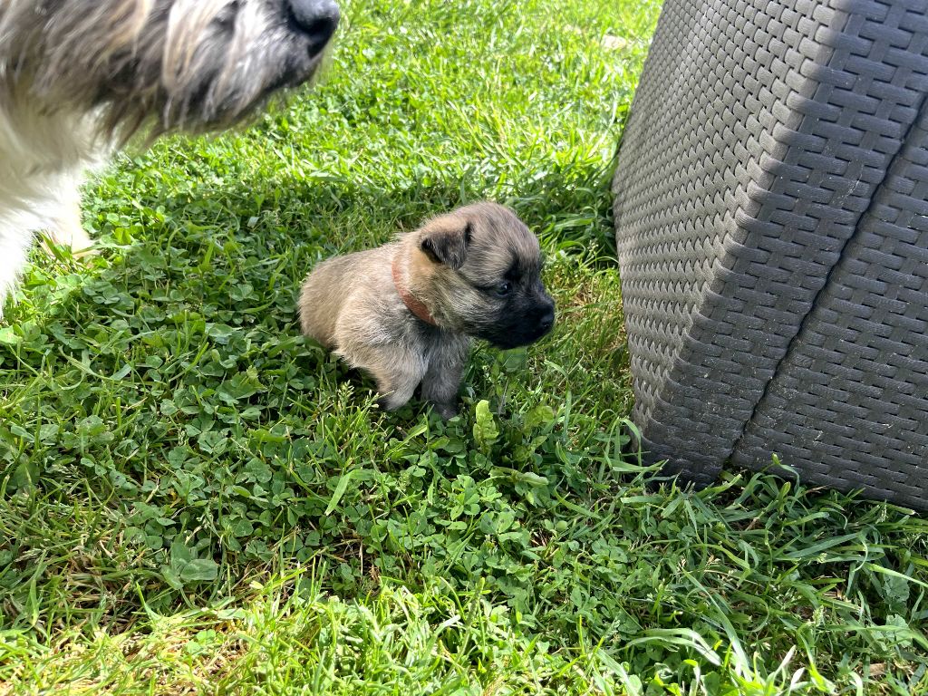 Du Domaine De Doly - Chiots disponibles - Cairn Terrier