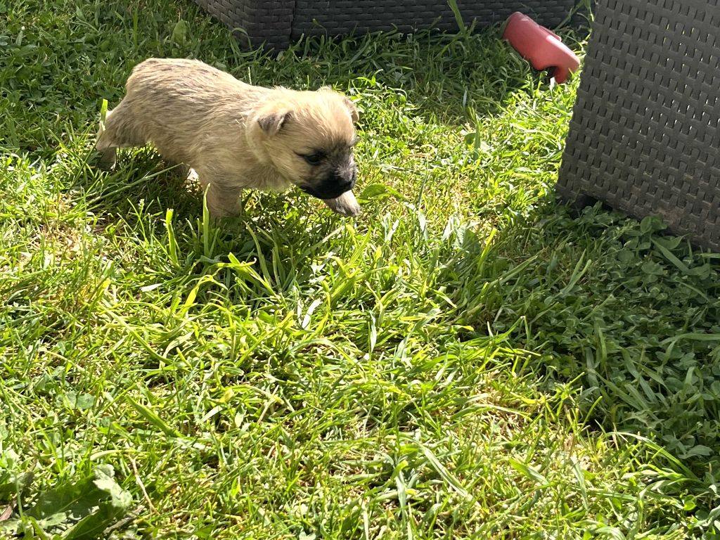 Du Domaine De Doly - Chiots disponibles - Cairn Terrier