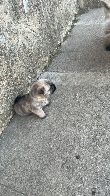 CHIOT 5