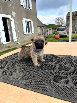 CHIOT