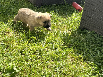 CHIOT