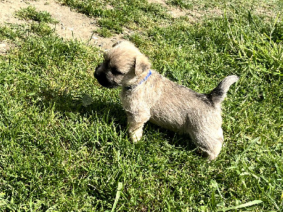 CHIOT 1