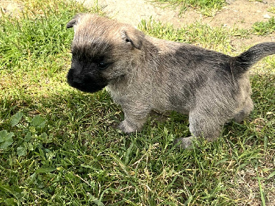 CHIOT 2