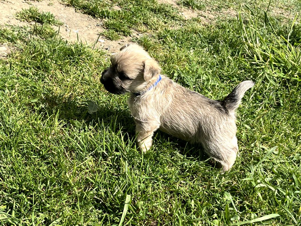 Du Domaine De Doly - Chiots disponibles - Cairn Terrier