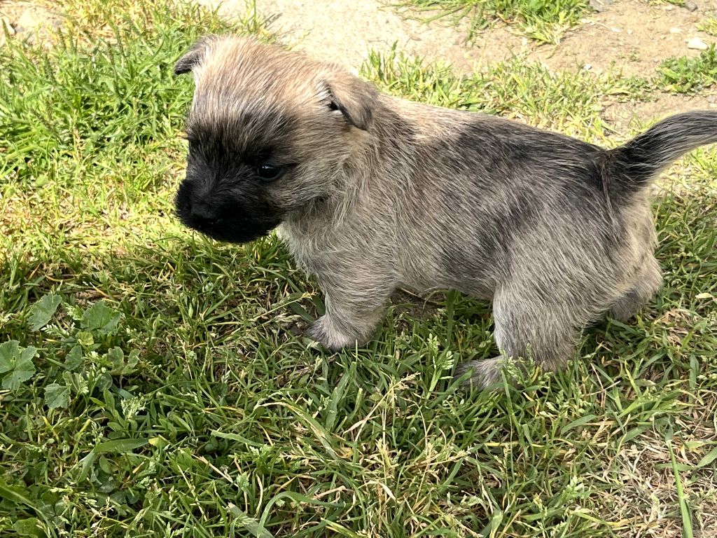 Du Domaine De Doly - Chiots disponibles - Cairn Terrier
